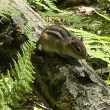 Entry image for Chip Off The Old Log