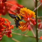 Entry image for Buzzy Day