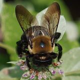 Entry image for Bee on a flower