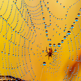 Entry image for Silk and Pearls 
