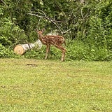 Entry image for Oh deer