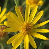 Entry image for Wildflower
