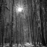Entry image for Morning Star