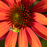 Entry image for The Pollinator