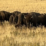 Entry image for Bison herd on Antelope Island, Utah