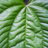 Entry image for Heart of Nature