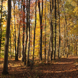 Entry image for Autumn Woods