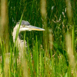 Entry image for Blue Heron