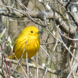 Entry image for Yellow Warbler