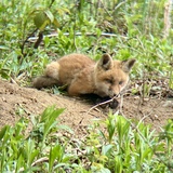 Entry image for Fantastic Mr. Fox