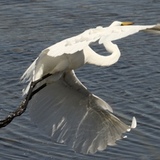 Entry image for Great Egret in Flight - Corte Madera Marsh