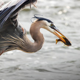 Entry image for Spear Fisher