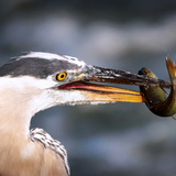 Entry image for Heron & Lunch