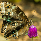 Entry image for Perch