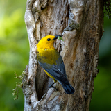 Entry image for Breakfast Worm