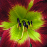 Entry image for Exploding Christmas Lily