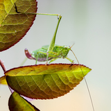 Entry image for Grasshopper on Leaf