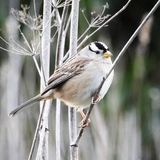 Entry image for White-Crowned Sparrow in Winter