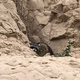 Entry image for The Sneaky Bandit