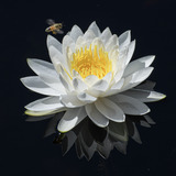 Entry image for Bee N Bloom