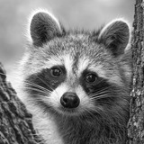 Entry image for cutie pie