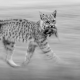 Entry image for Bobcat Blur