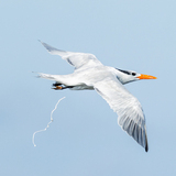 Entry image for The Release