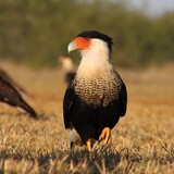 Entry image for Golden Hour Caracara
