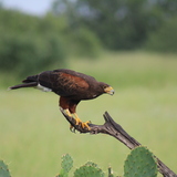 Entry image for Edge of the Hunt