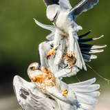 Entry image for Learning the Food Handoff