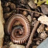 Entry image for Circle of Life