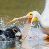 Entry image for Food Fight: Pelican vs. Cormorant
