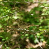 Entry image for Foraging