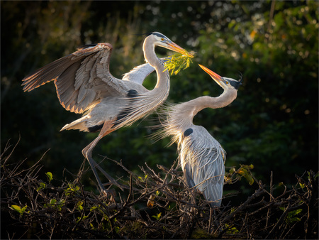 Entry image for On the Nest. Clicking this image will show a larger photo