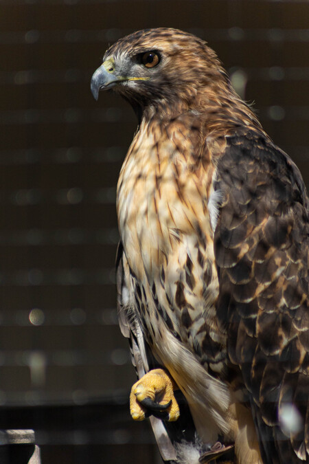 Entry image for Bridgette the Red Tailed Hawk. Clicking this image will show a larger photo