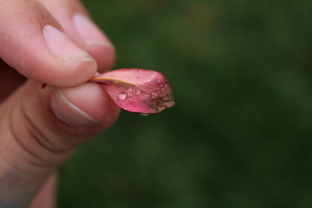 Entry image for Morning Dew. Clicking this image will show a larger photo