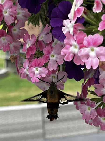 Entry image for Lunch on the Deck. Clicking this image will show a larger photo