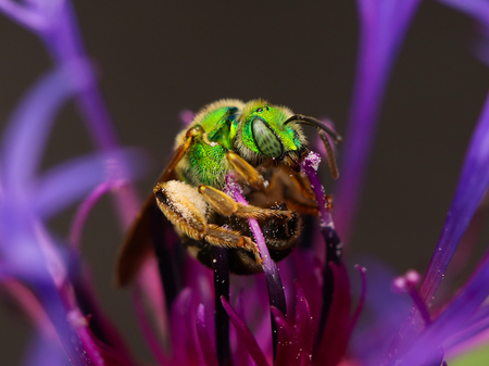 Entry image for Sweat Bee. Clicking this image will show a larger photo