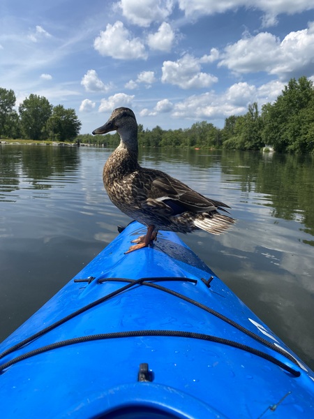 Entry image for Let’s Go!! . Clicking this image will show a larger photo