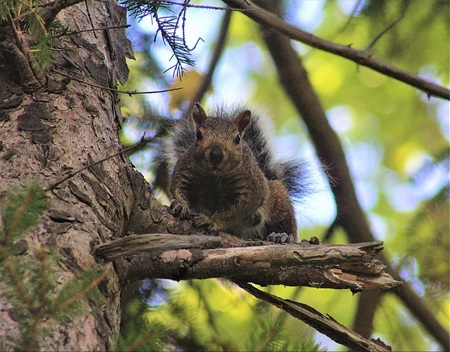 Entry image for Eastern Gray Squirrel . Clicking this image will show a larger photo