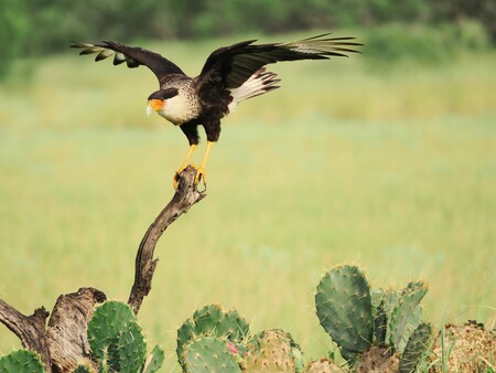 Entry image for Wings of Authority. Clicking this image will show a larger photo