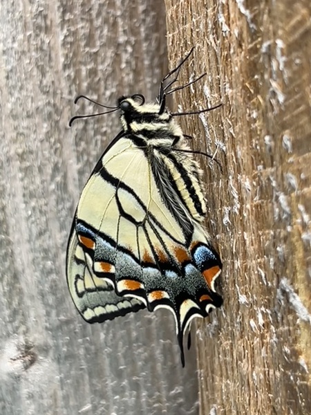 Entry image for Canadian Tiger Swallowtail Butterfly. Clicking this image will show a larger photo