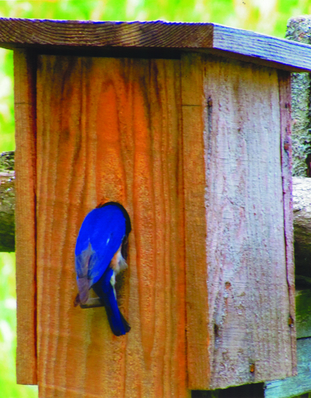 Entry image for Anybody Home?. Clicking this image will show a larger photo