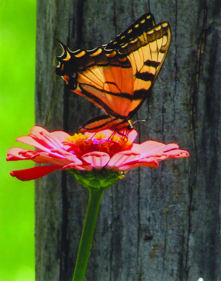 Entry image for The Pollinator. Clicking this image will show a larger photo