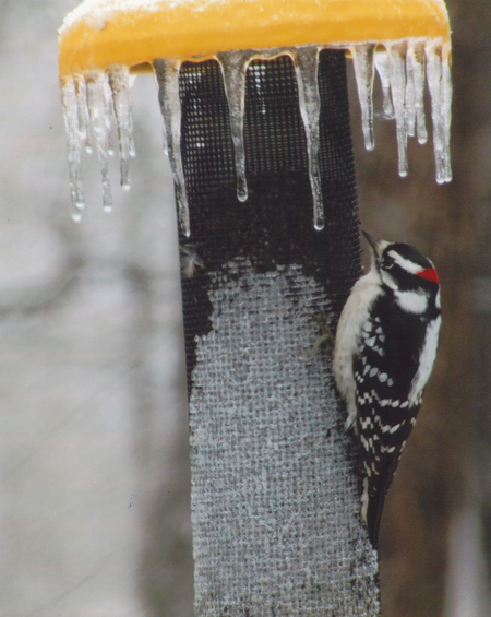 Entry image for Winter Treat. Clicking this image will show a larger photo