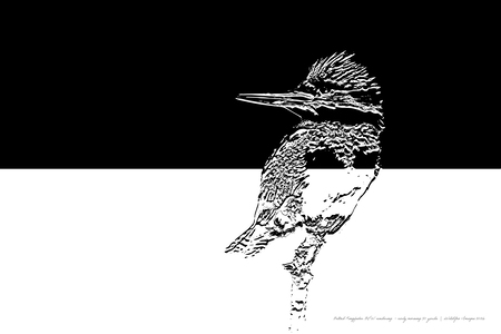 Entry image for Belted Kingfisher Early Morning Spotting Breakfast - B&W Rendering Bas Relief - iWildGeo Images. Clicking this image will show a larger photo