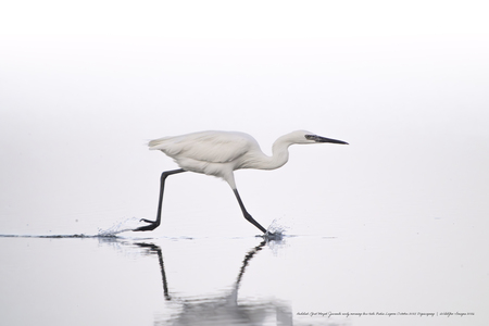 Entry image for Reddish Egret Morph Juvenile at Low Tide Bahia Lagoon feeding behavior - iWildGeo Images. Clicking this image will show a larger photo