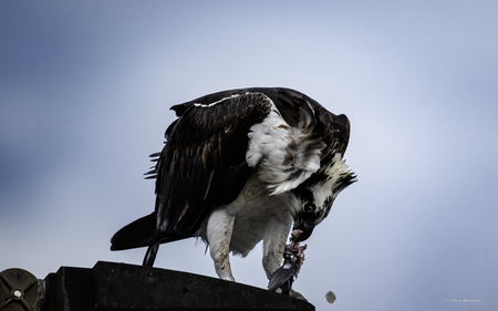 Entry image for Osprey Claiming the Catch. Clicking this image will show a larger photo