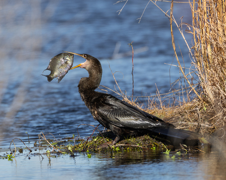 Entry image for An Ambitious Breakfast. Clicking this image will show a larger photo