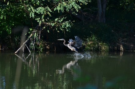 Entry image for Gotta Go! . Clicking this image will show a larger photo